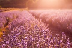 Není levandule jako levandule. Na co si dát při nákupu pozor?